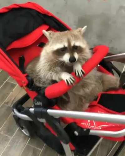 this is the cutest thing i have ever seen