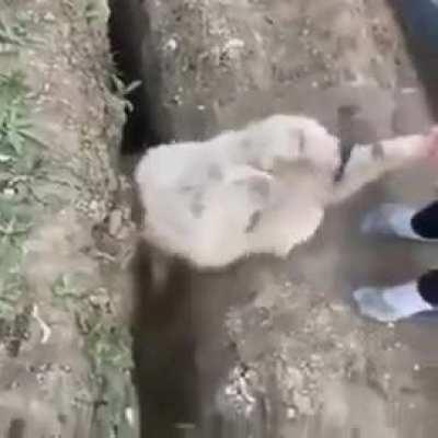 one does what one can but nature is wise