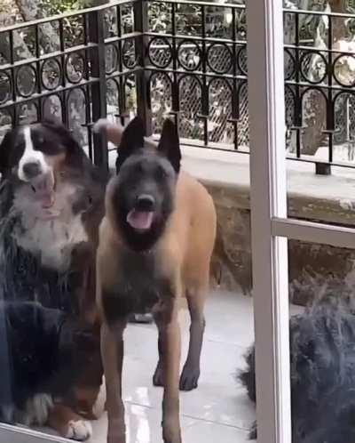 Funniest dog dance 😂