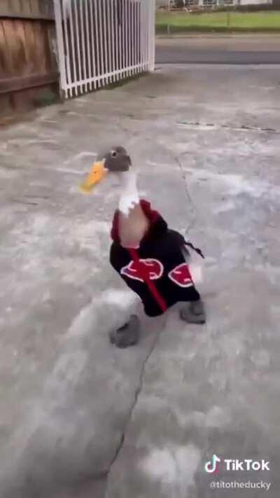 O maior rival do ganso de Sapucaia