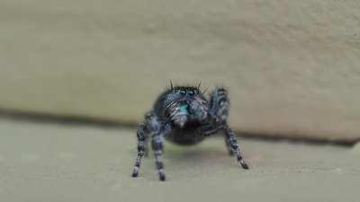 Beautiful jumper (Phidippus Audax?) I found outside my house near Portland, OR today.