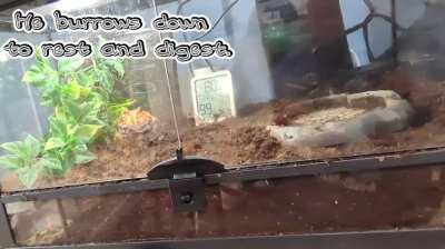 What do Pac-Man frogs do after eating?