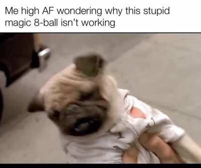 Stop barking and tell me my future!