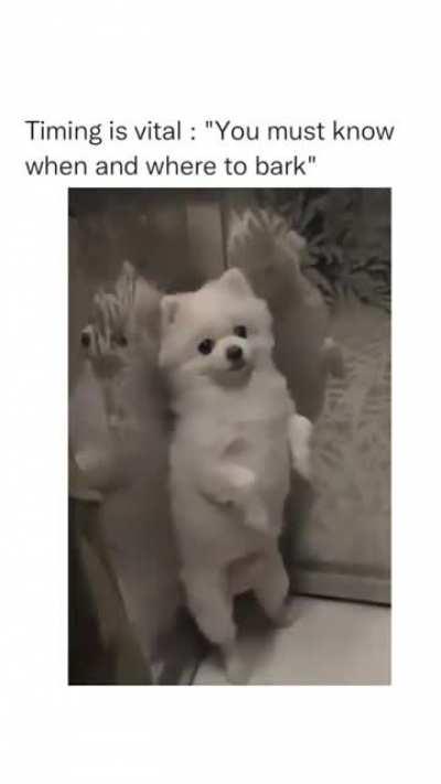 Barking dogs seldom bite