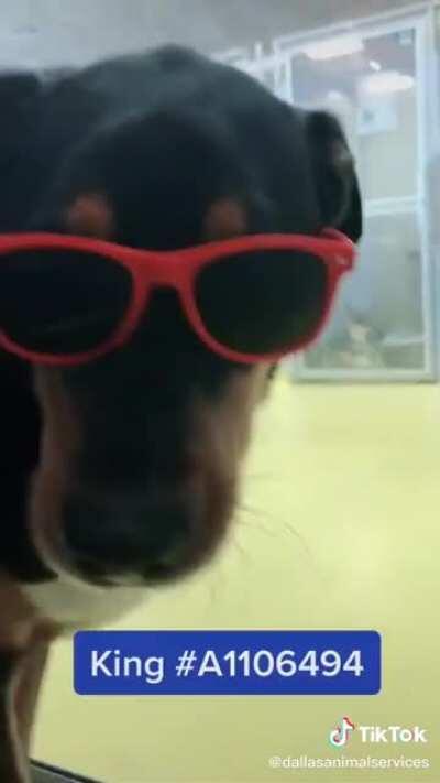 Someone at Dallas animal shelter is out here doing God’s work.