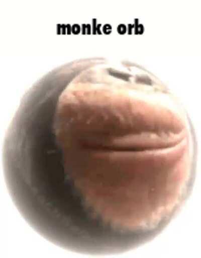 New irrefutable scientific evidence discovered of evolution😱😱😱!!!!!!!!!!!( gone sexual, called police)