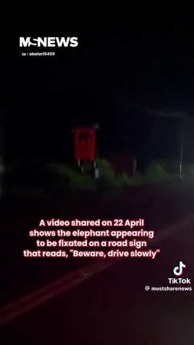 Most normal Elephant in Malaysia.