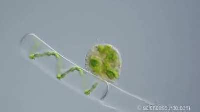 Time-lapse footage of a Vampyrella lateritia trophozoite moving along and feeding on cells forming a strand of Spirogyra algae
