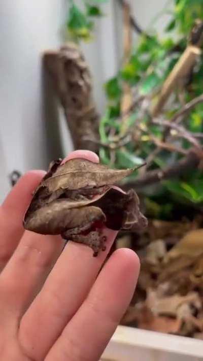 Master Of Camouflage