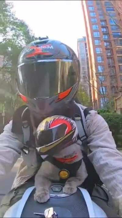 KiTtY JoInS A vIcIoUs bIkEr GaNg