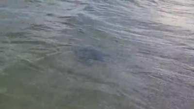 Filmed a young manta ray in the surf today.