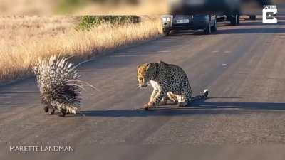 To eat this porcupine for lunch