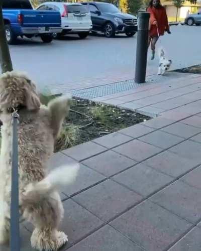 I haven't seen you in 3 Dog days!