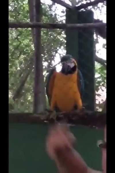 Dei água que passarinho não bebe para uma arara e olha no que deu