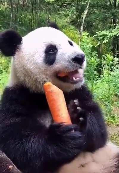 This carrot can feed an entire family.