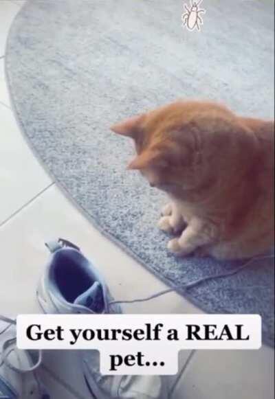 Roach assassin strikes again