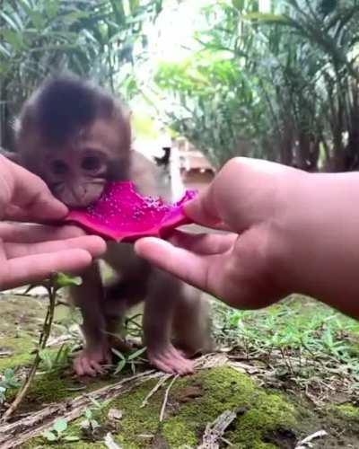 Waiting patiently until the fruit is cut and then letting the human take a bite before eating