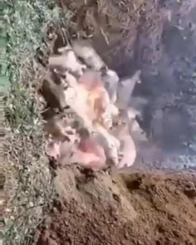 经典回顾之焚烧生猪 很喜欢网友的一句话：勿忘国耻，当年日本侵略者就是这样对待我们的