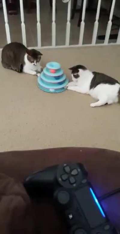 First time my two cats play together. Had to make a video of it lol