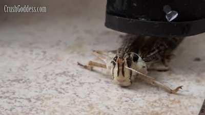 034 anya locust crush 6 cam 1 hd extraits