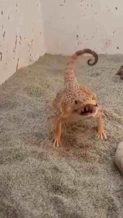 Roarrrrr. Who can beat me. Hahahah 😍😍😍