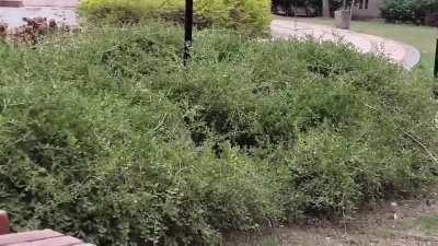 I hear rustling in dem bushes!