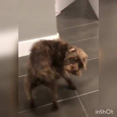 Смешной пёсель