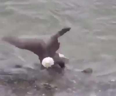 Просто орёл, который умеет плавать