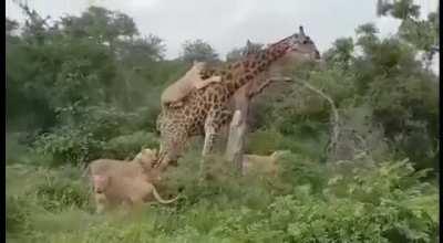 1 defiant giraffe Vs 6 full grown lioness