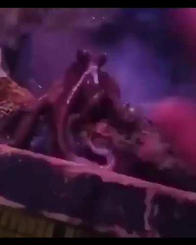 Little veemo says hi