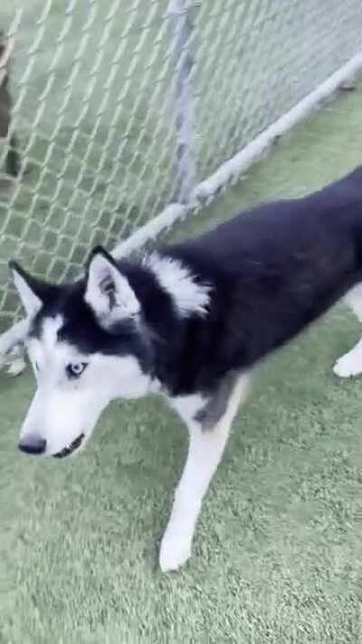 Had to put our 14 year old husky down this morning, but wanted to share a feisty moment at daycare. Keep snuggling your talkative friends and take an extra moment for us.