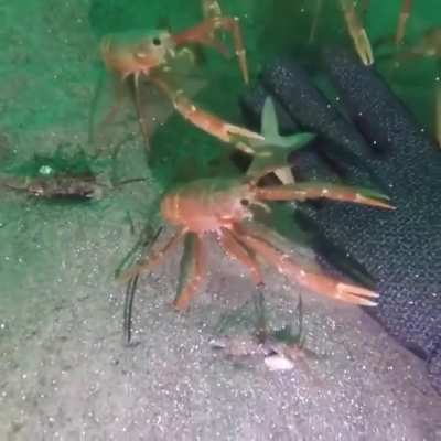 A classic gem that deserves another viewing