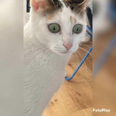 i fucking miss my cat