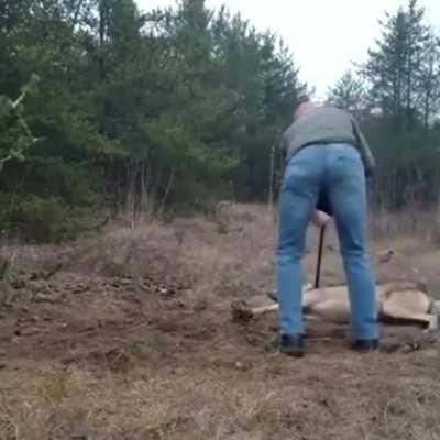 This dude helped free a wolf from a trap