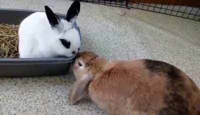 I can't believe it, after almost two months of her indiscriminately biting, they're finally interacting nicely!