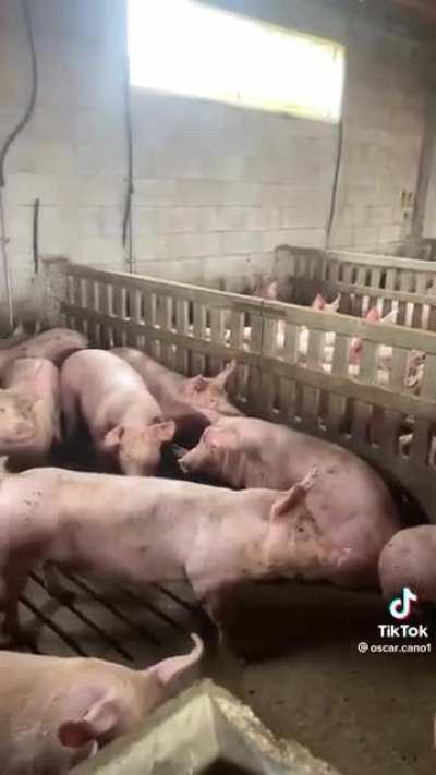 whoever moves is gay