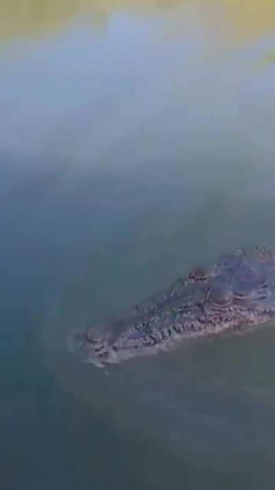 Average Sarcosuchus the second you start swimming