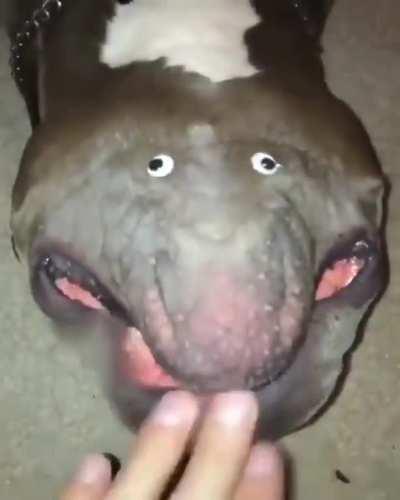 An extremely rare Doggopotamus in his natural habitat