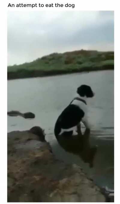 How did he survive that lmao