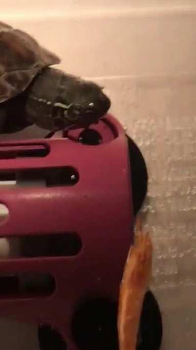 baby Kim’s first experience with shrimp