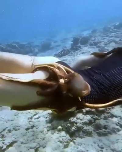 Swimming with an octopus