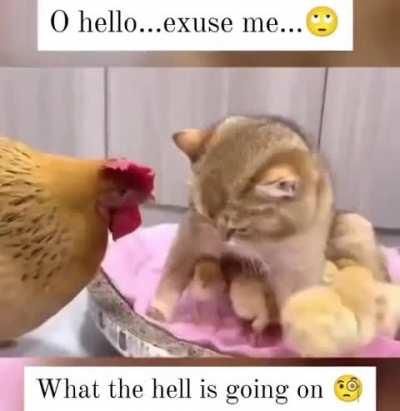 cutecat and chiken
