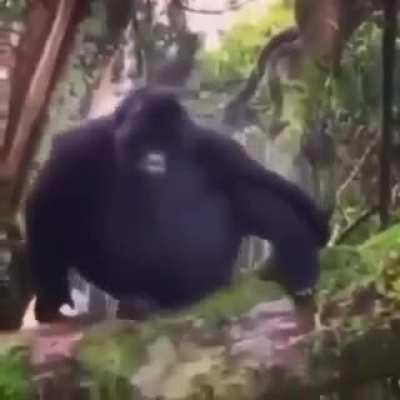 Dia de memes de monos