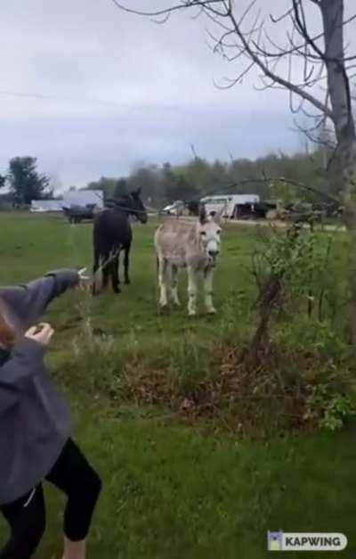 Donkey laughing at Dog who shocked itself.