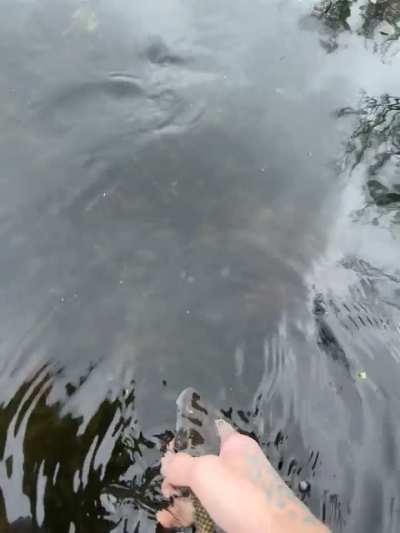 First of the fall “fall fish”