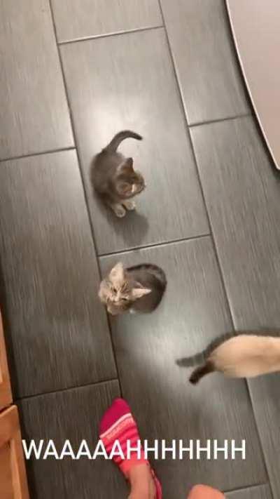 These kittens used to be so sick they refused to eat on their own, now they DEMAND food