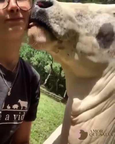 Cow Kisses (from Santuário Amor que Salva)