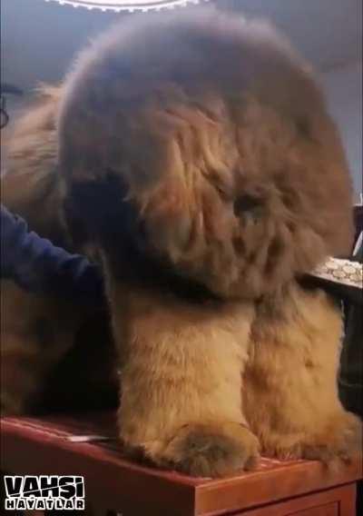 A Tibetan Mastiff