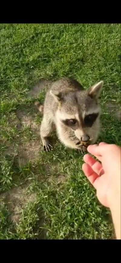 Any Granola, kind sir?