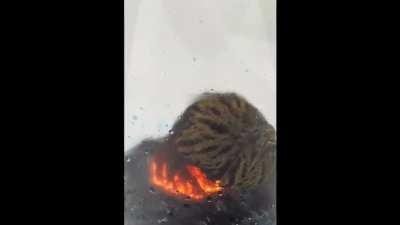 Scholar of the first reaction